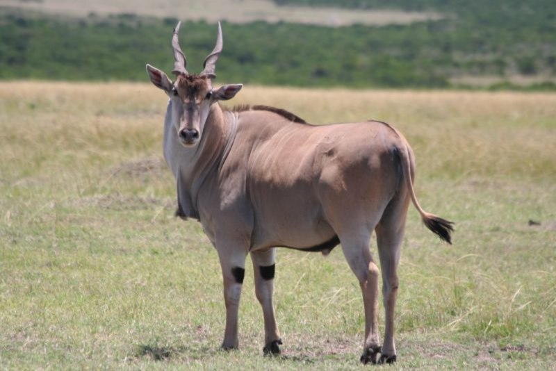 Taurotragus Oryx