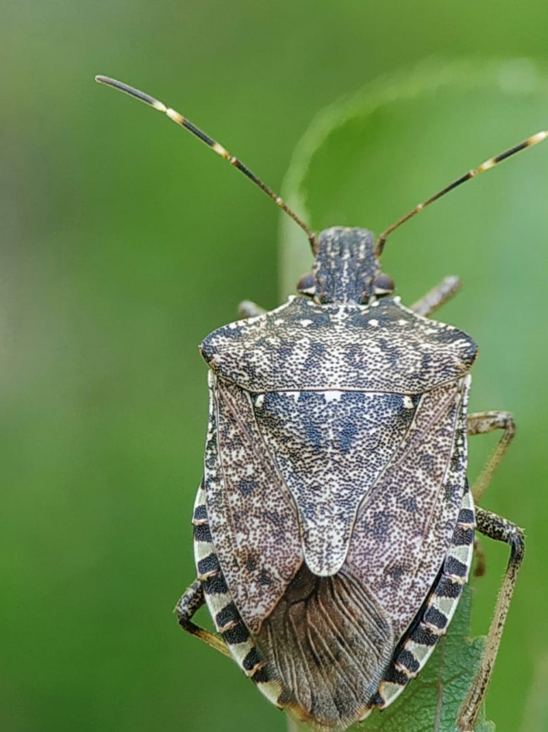 Carpocoris purpureipennis