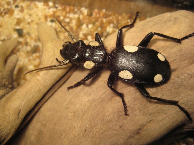 Коричнево-мраморный клоп (Halyomorpha halys)