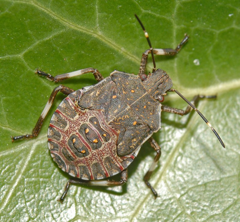 Коричнево-мраморный клоп (Halyomorpha halys)