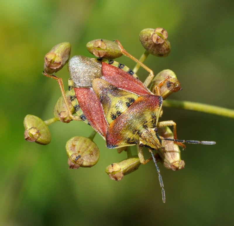Жук-вонючка (stink Beetle)