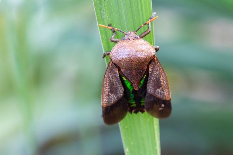 Нимфа клопа Halyomorpha halys
