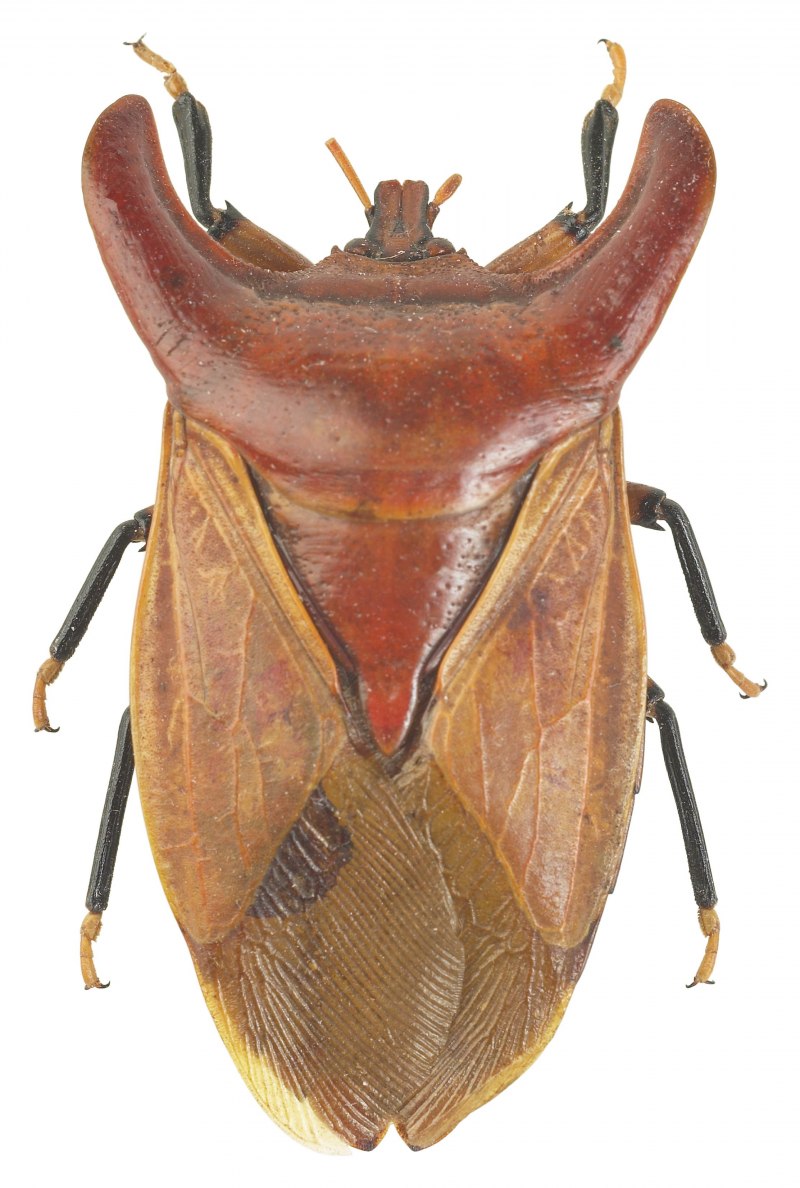 Жук-вонючка (stink Beetle)