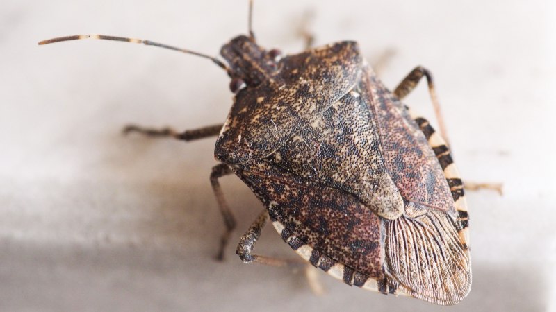 Mustha spinosula