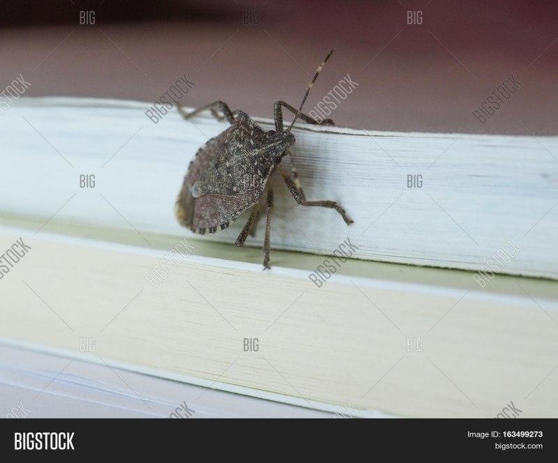 Brown marmorated stink Bug