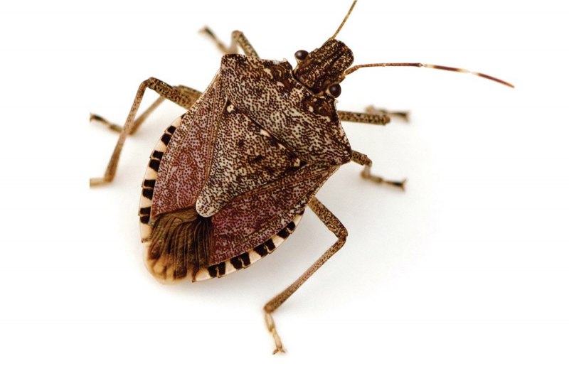 Коричнево-мраморный клоп (Halyomorpha halys)