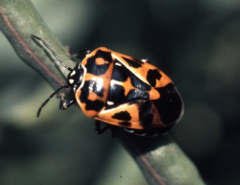 Коричнево-мраморный клоп (Halyomorpha halys)
