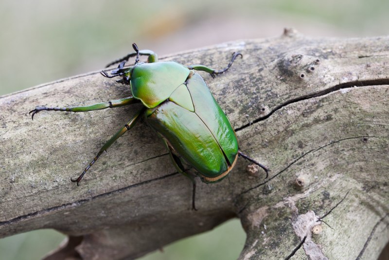 Stink Bug Жук