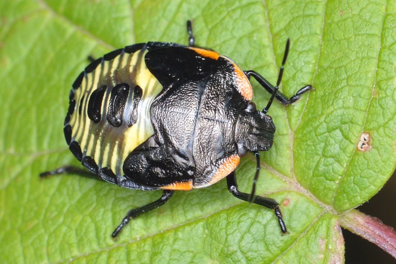 Hydraenidae (Водобродки