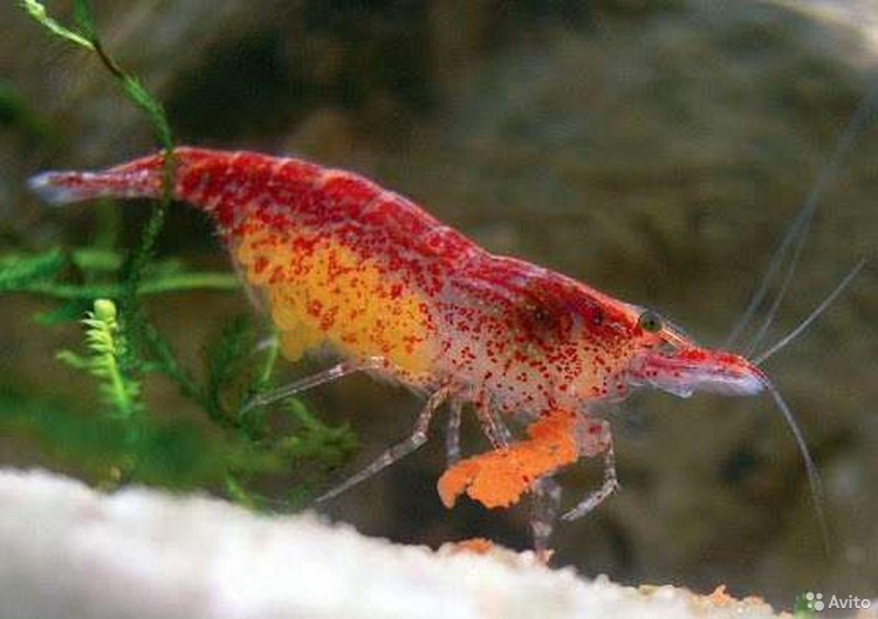 Креветка вишня (Caridina SP)
