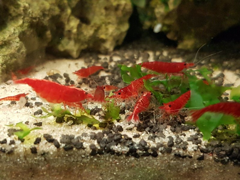 Креветка вишня (Caridina SP)