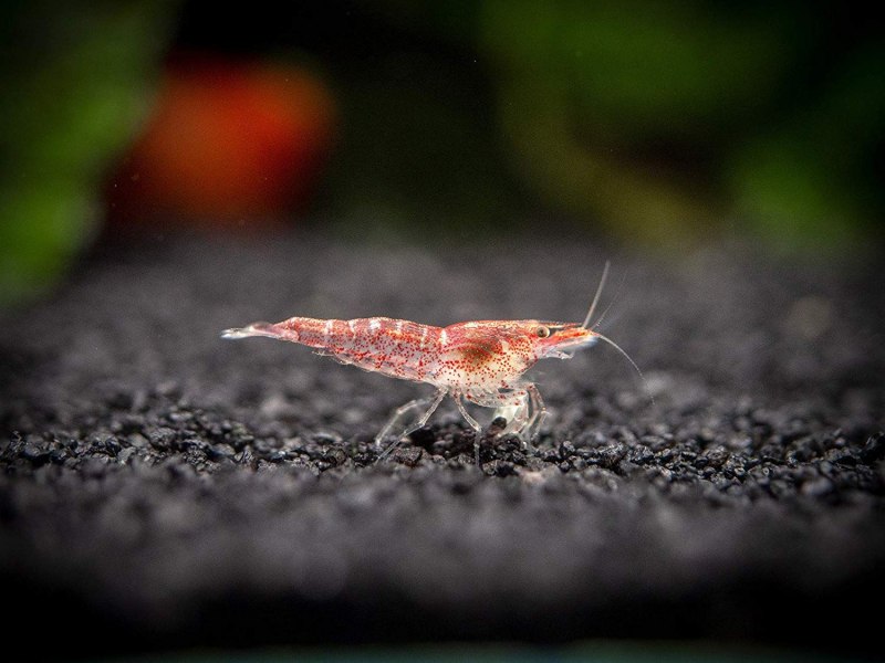 Neocaridina heteropoda