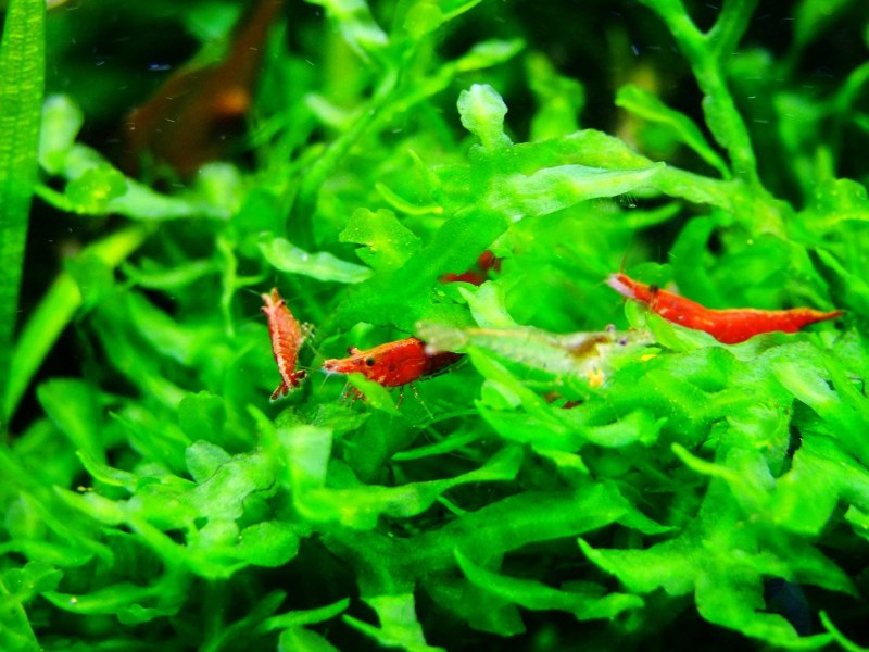Креветка неокаридина Neocaridina heteropoda Wild