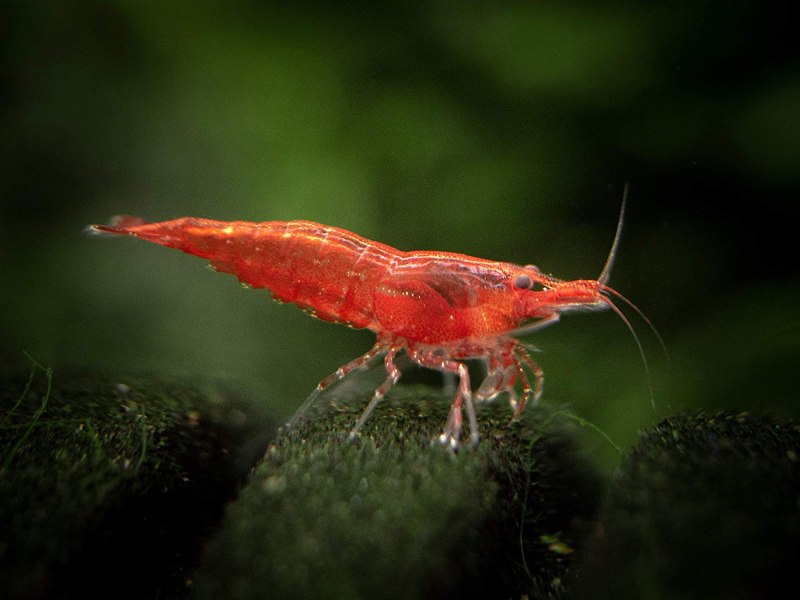 Креветкой Red Cherry