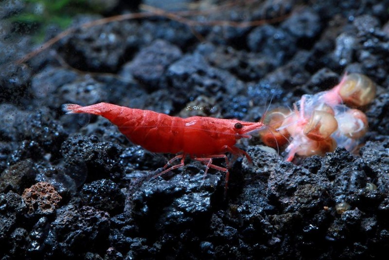 Креветки Neocaridina heteropoda