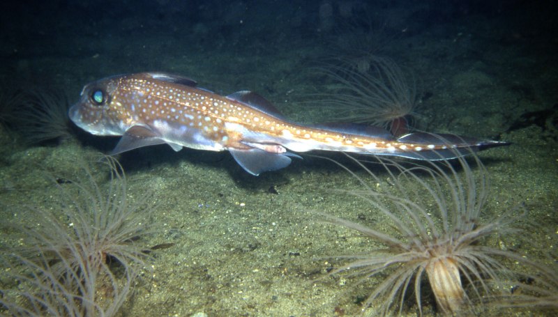 Chimaera monstrosa