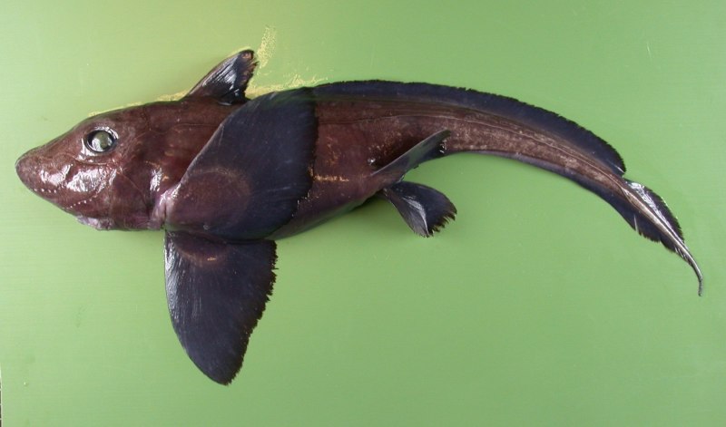 Hydrolagus colliei
