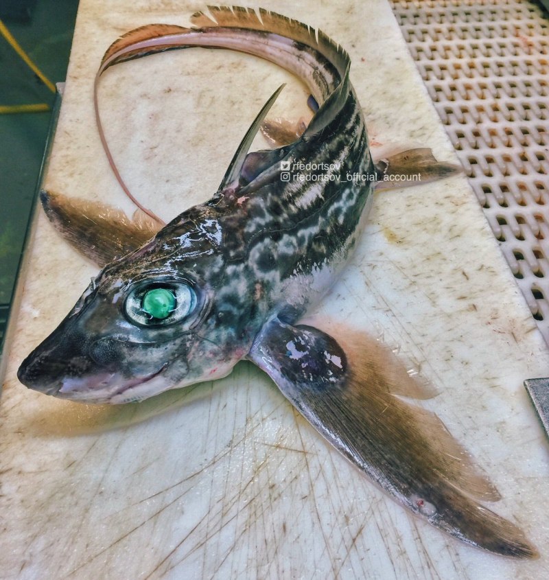 Европейская Химера (Chimaera monstrosa)