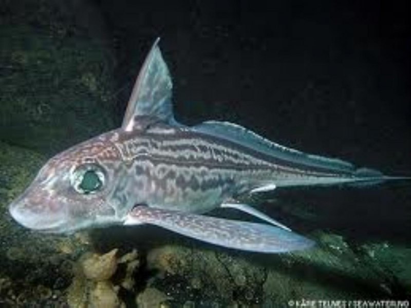 Hydrolagus colliei