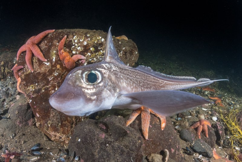 Chimaera monstrosa Linnaeus