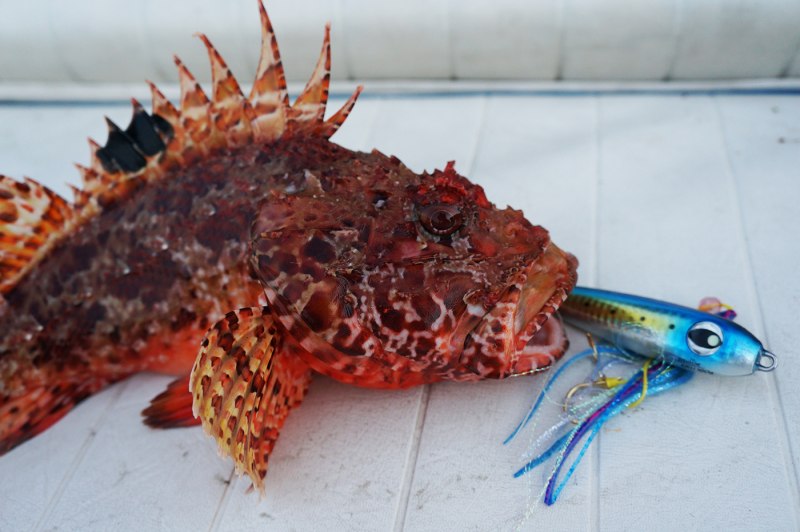 Hydrolagus colliei