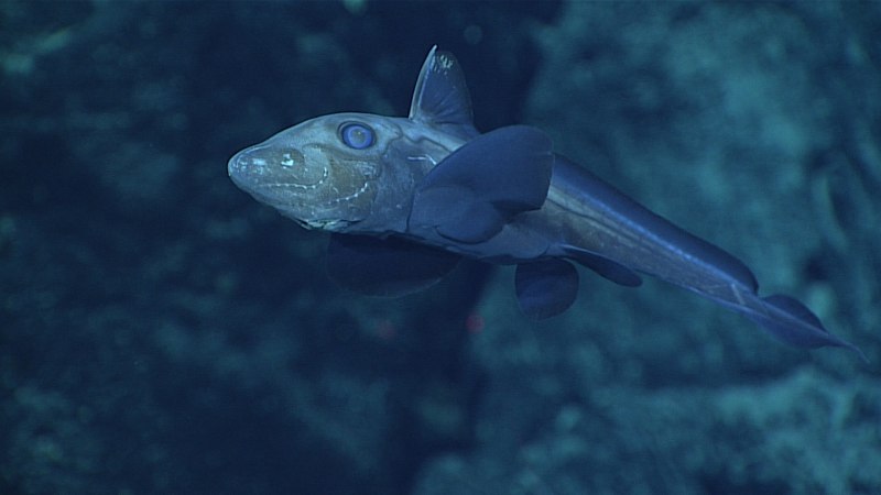 Chimaera monstrosa