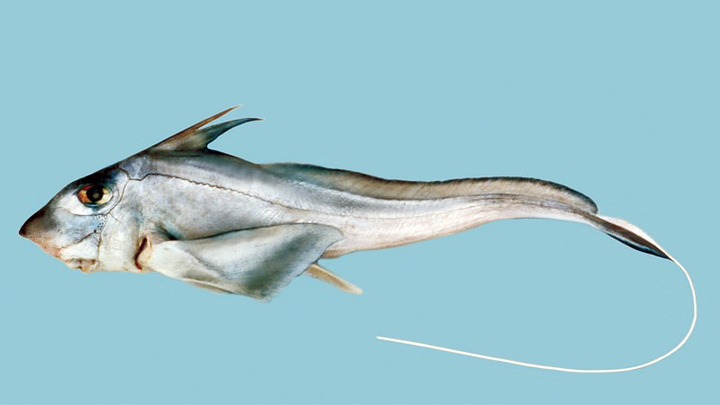 Морская крыса рыба Химера
