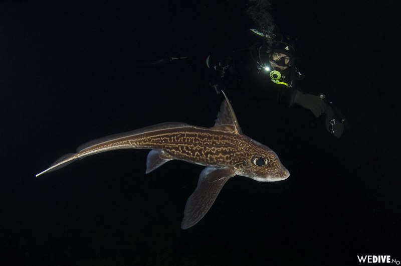 Европейская Химера (Chimaera monstrosa)