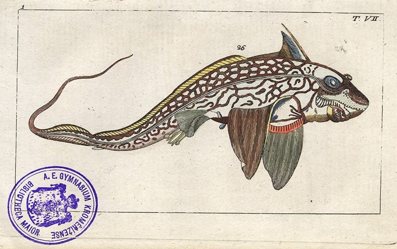 Hydrolagus colliei