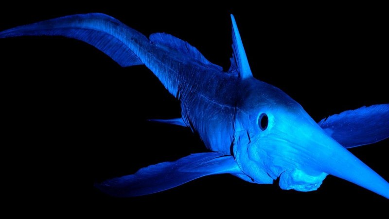 Siganus magnificus