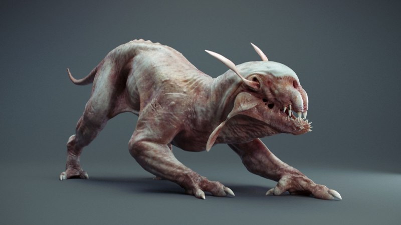 Chimaera monstrosa Linnaeus