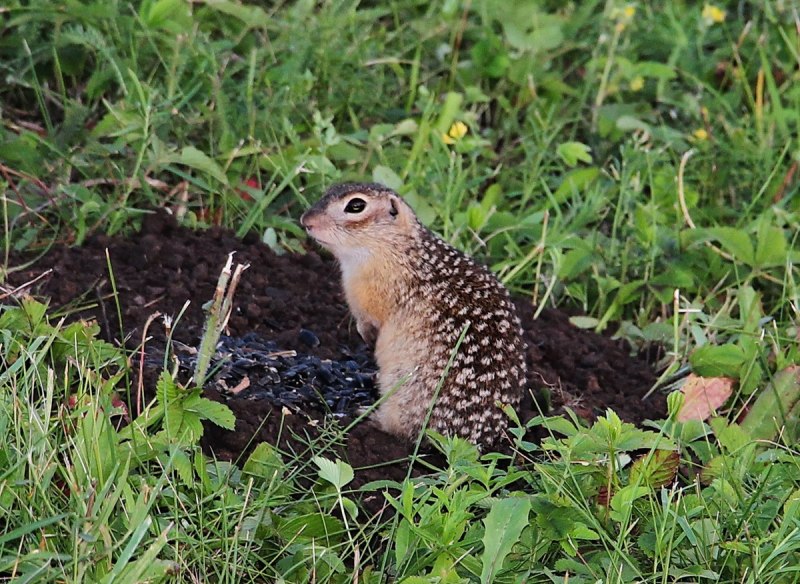 Желтый суслик Spermophilus fulvus