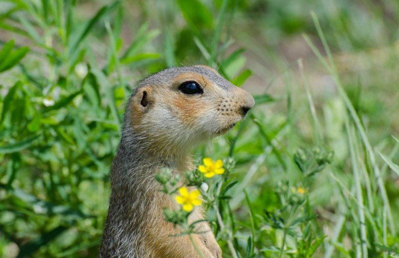 Spermophilus parryii