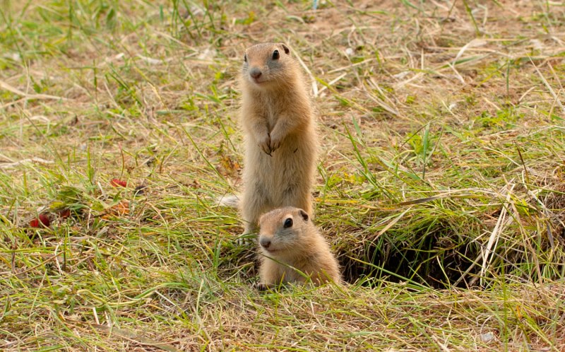 Суслик Краснощекий – Spermophilus erythrogenys