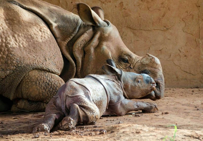 Новорожденный носорог (52 фото)