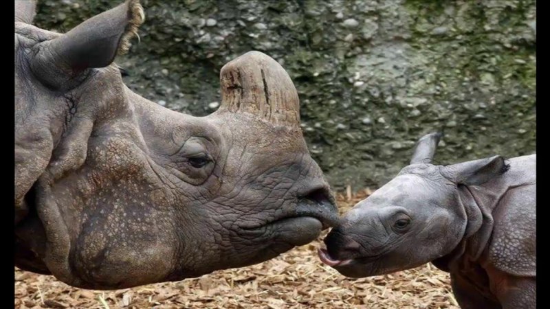 Индийский носорог (Rhinoceros unicornis)
