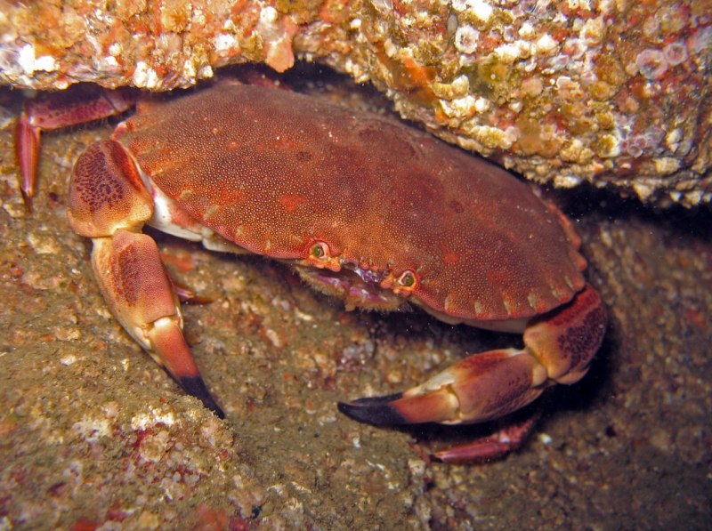 Амурский краб