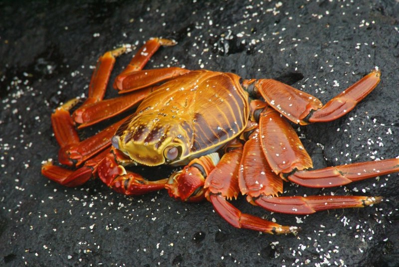Gecarcinus lateralis