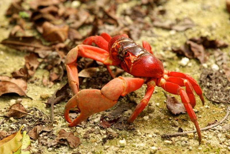 Golden King Crab