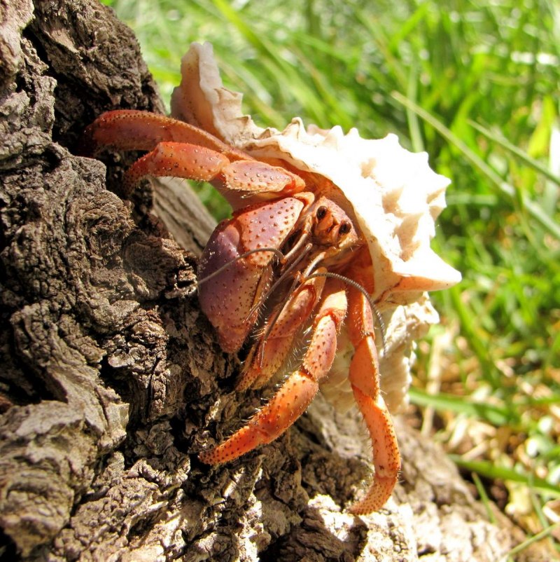 Coenobita violascens