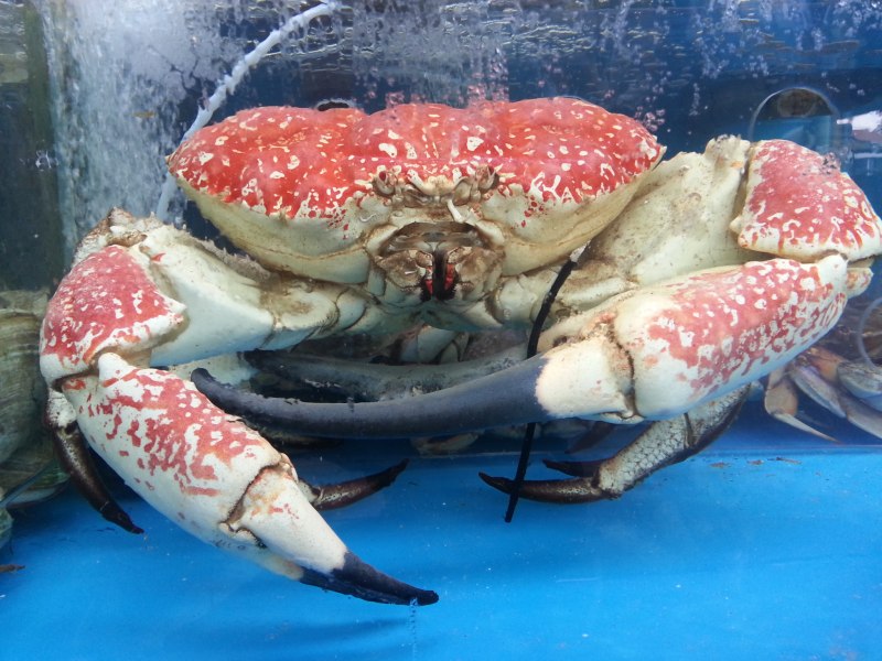 Куба Крабы