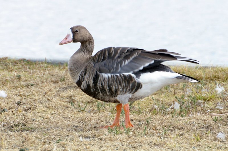 Пискулька Anser erythropus (Linnaeus, 1758)