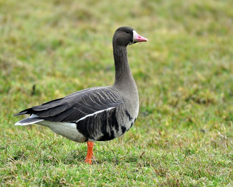 Пискулька (Anser erythropus)