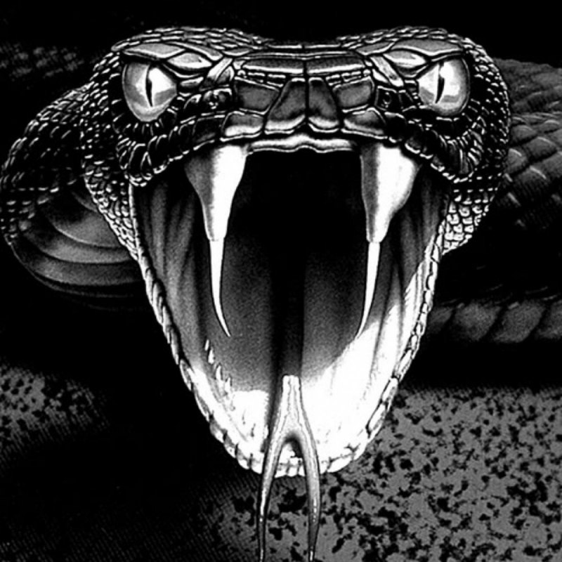 Trimeresurus insularis Blue