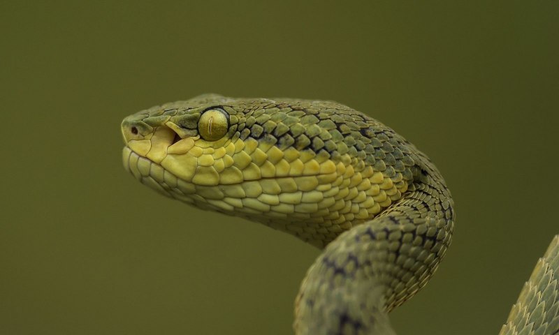 Trimeresurus gramineus