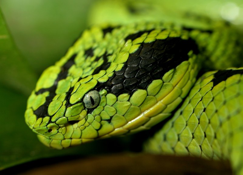 Ophiophagus Hannah