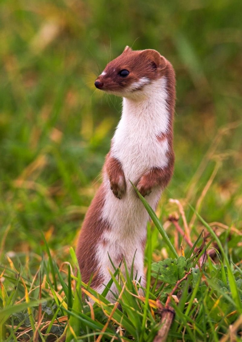 Ласка обыкновенная (Mustela nivalis)
