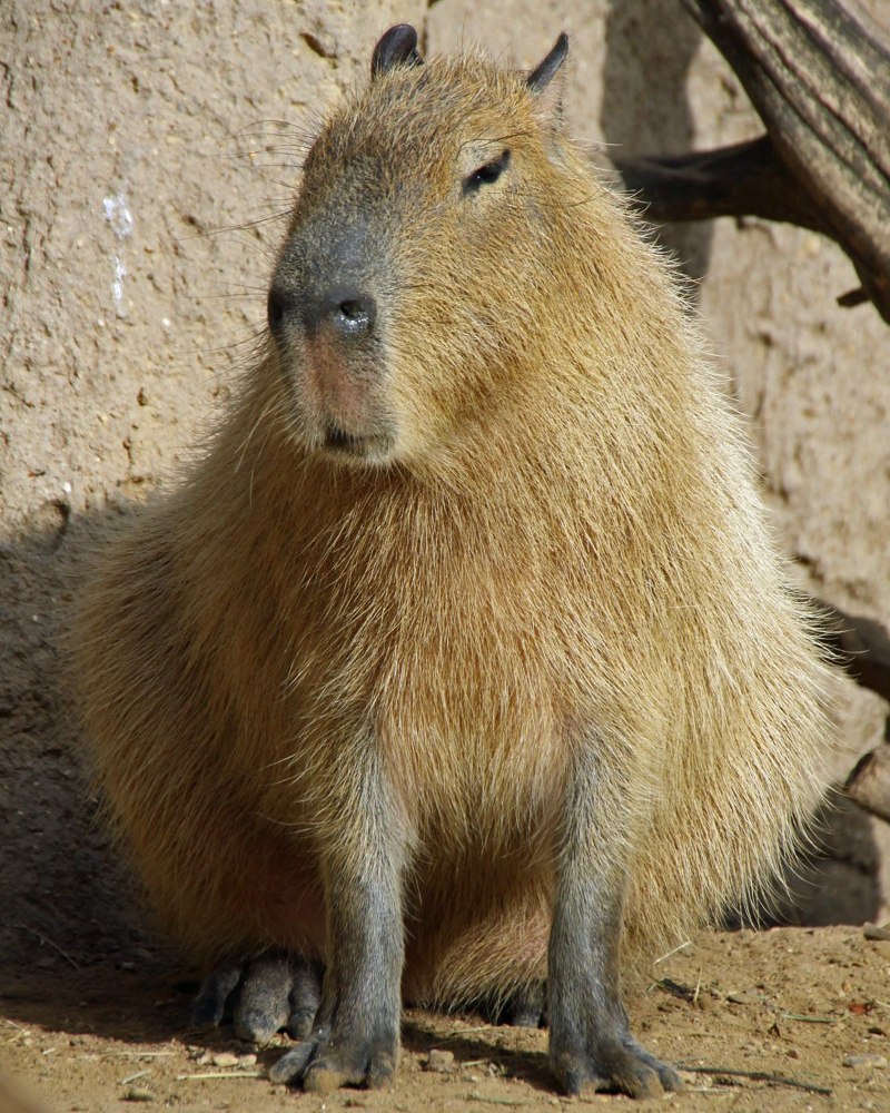 Нутрия Речная