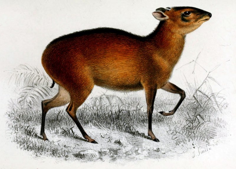 Cephalophus jentinki