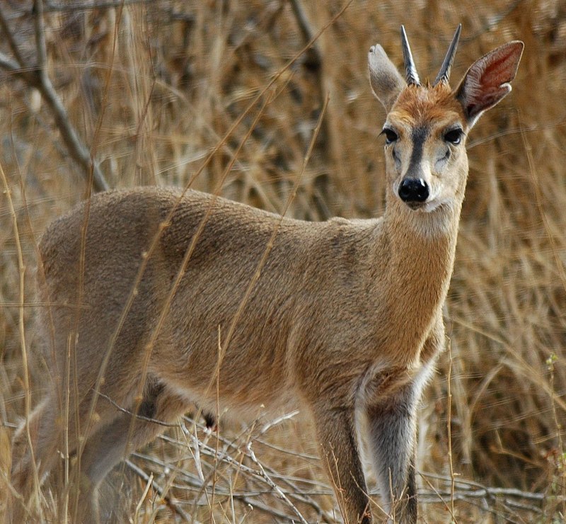 Sylvicapra Grimmia